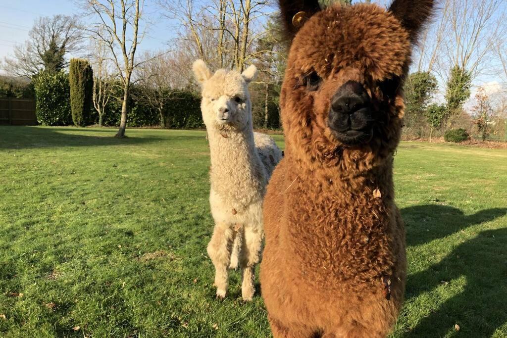 Alpaca Lodge Sittingbourne Luaran gambar